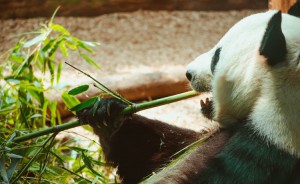 panda-ciekawostki-2-min