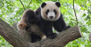 panda ciekawostki-min_large